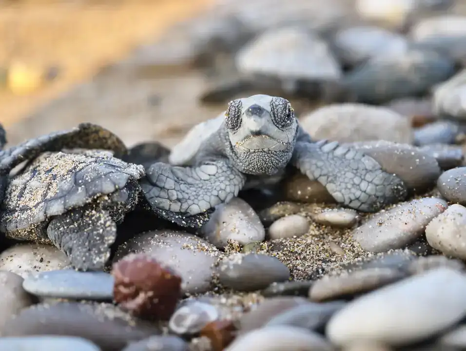 Antalya Kumsalları Carettaların Umudu Oldu 6